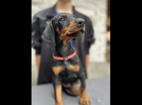 viber_slika_2025-06-04_21-05-16-833 manja.jpg